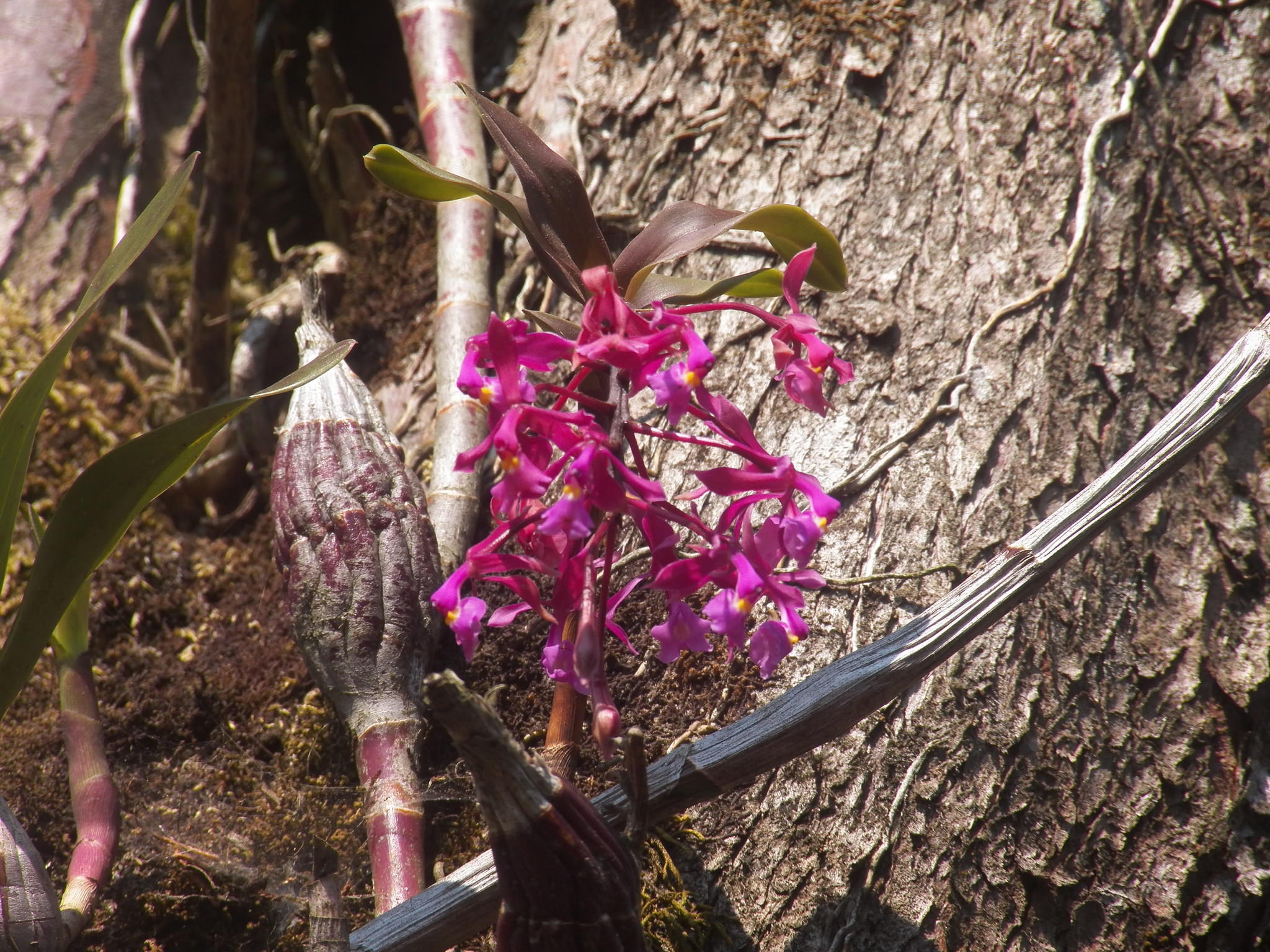Epidendrum magnificum